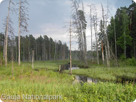 2013-07-04-001 Gauja Nationalpark wunderschön, es fehlt nur noch ein Elch  