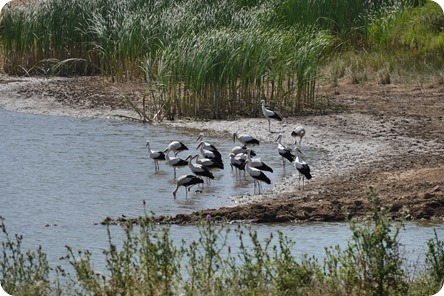 2015-07-31-295 2015-07-31-295