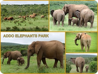 ADDO ELEPHANT PARK
