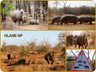 Süd Afrika 2019 sortierte Fotos3 Süd Afrika 2019 sortierte Fotos3